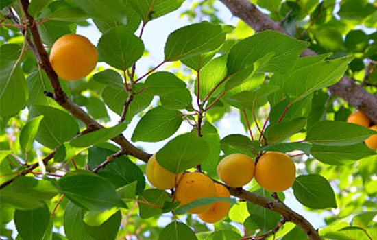 立夏吃個(gè)杏，到老沒有病